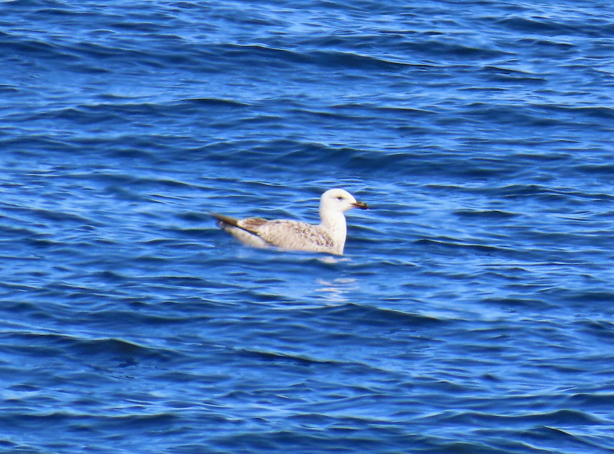 European Herring Gull - ML637810385
