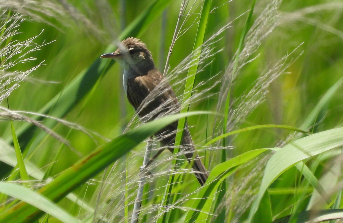 rákosník východní - ML637810421