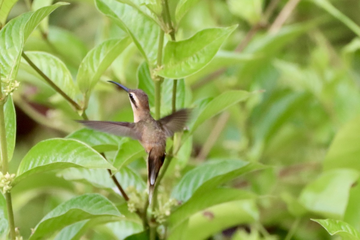 Stripe-throated Hermit - ML637810423