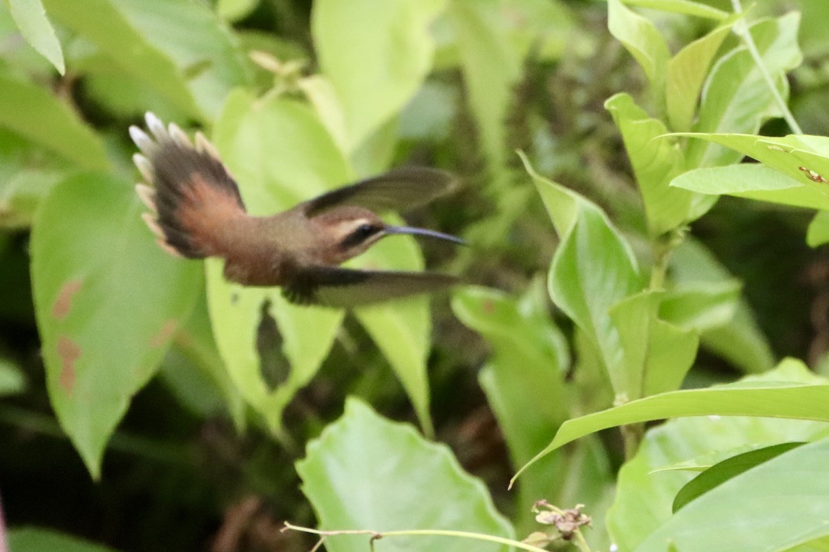 Stripe-throated Hermit - ML637810424