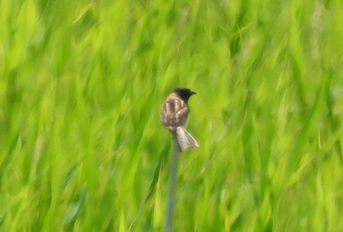 Ochre-rumped Bunting - ML637810437