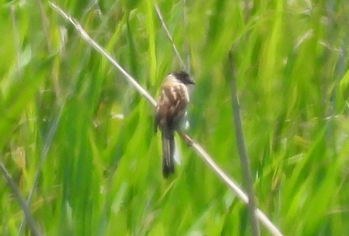 Ochre-rumped Bunting - ML637810472