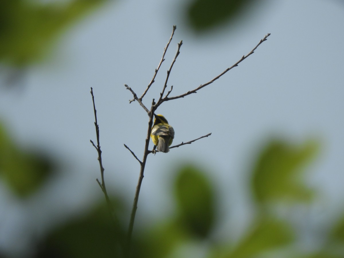 Lawrence's Warbler (hybrid) - ML637810518
