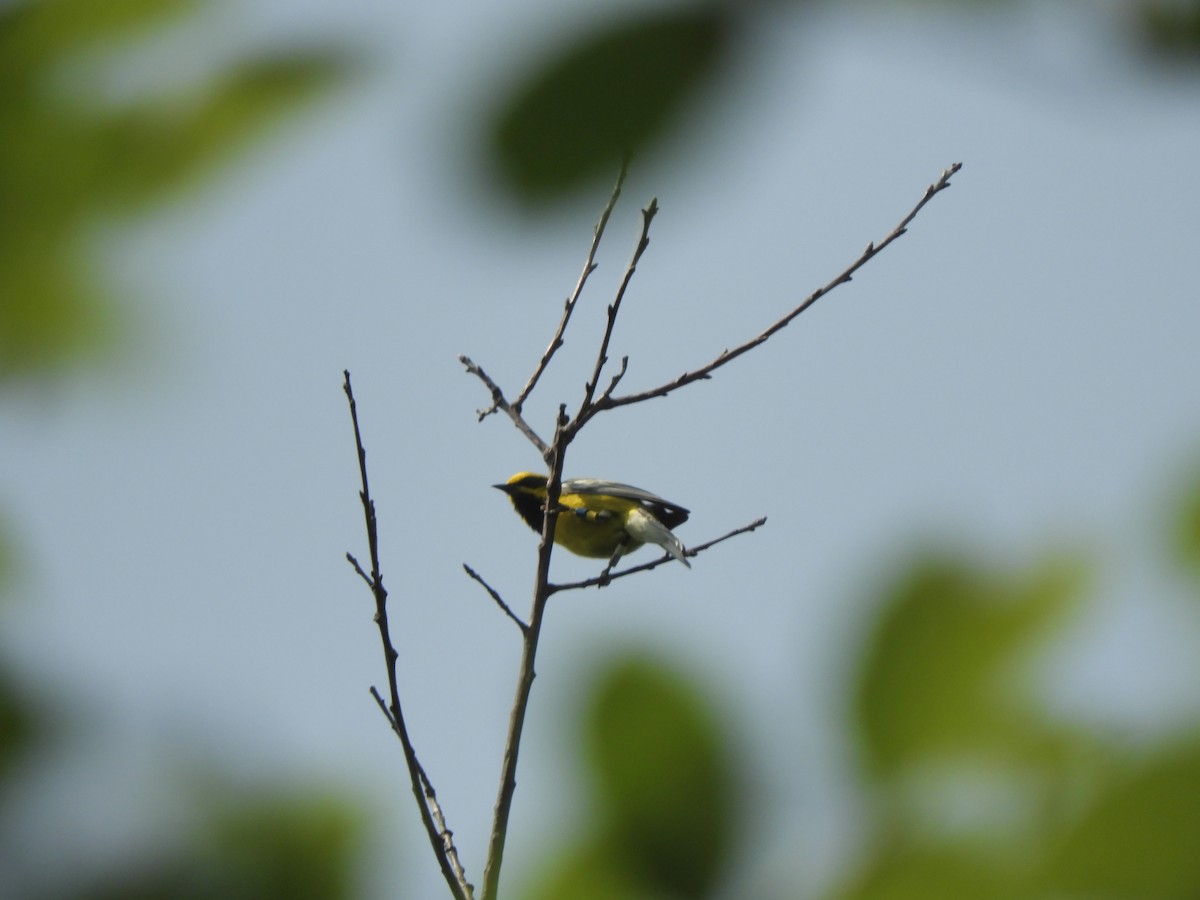 Lawrence's Warbler (hybrid) - ML637810524