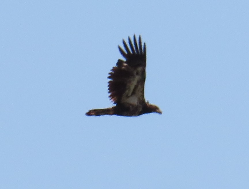 Bald Eagle - ML637810552