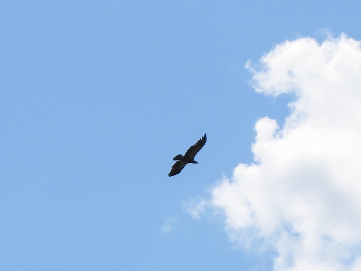 Bald Eagle - ML637810553