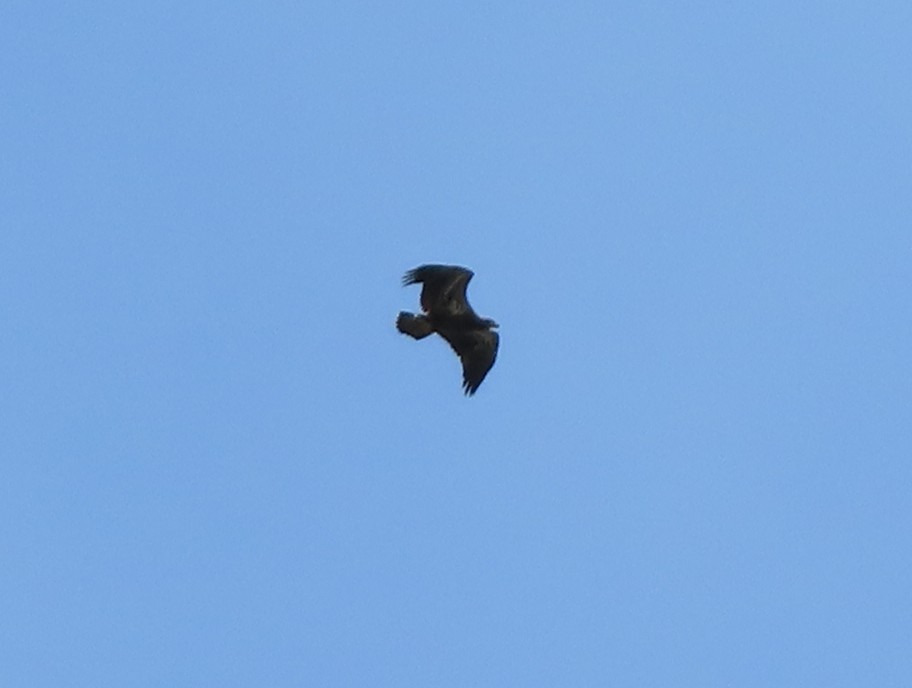 Bald Eagle - ML637810554