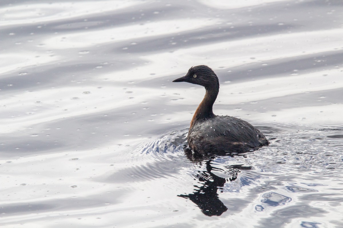 New Zealand Grebe - ML637810589