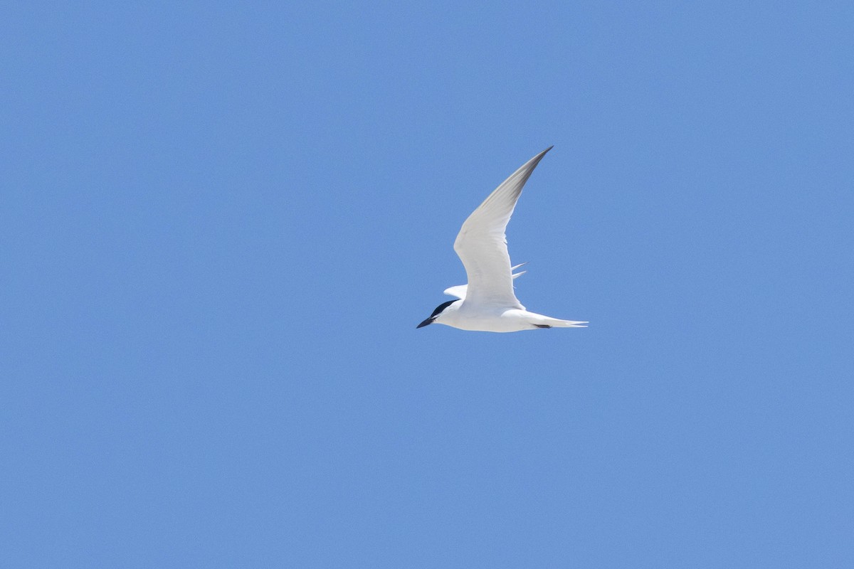Gull-billed Tern - ML637810690