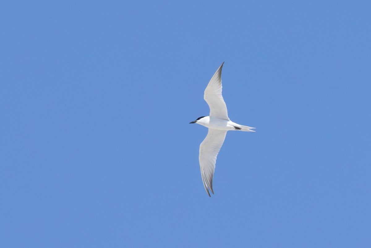 Gull-billed Tern - ML637810691