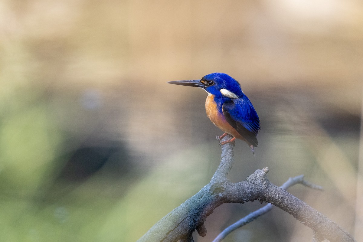 Azure Kingfisher - ML637810732