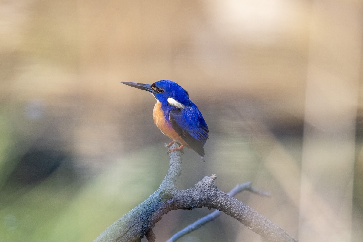 Azure Kingfisher - ML637810733