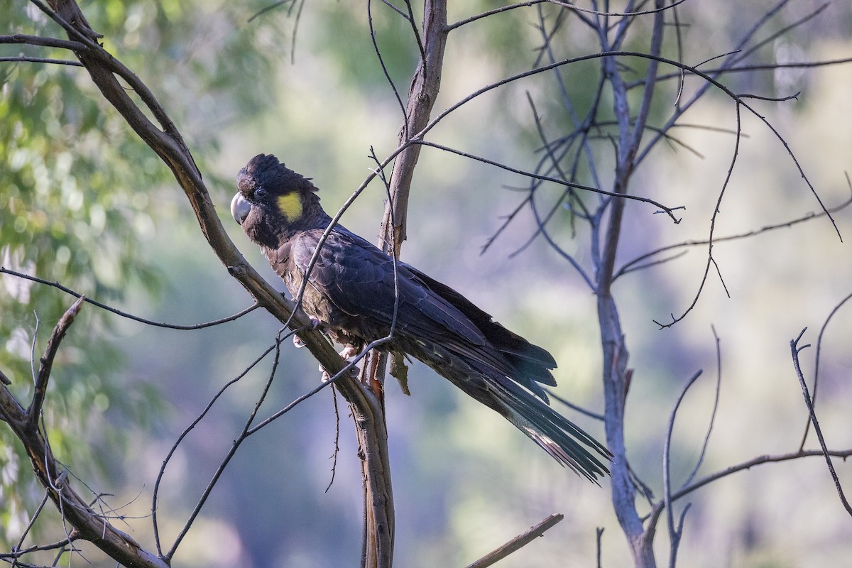 Yellow-tailed Black-Cockatoo - ML637810746