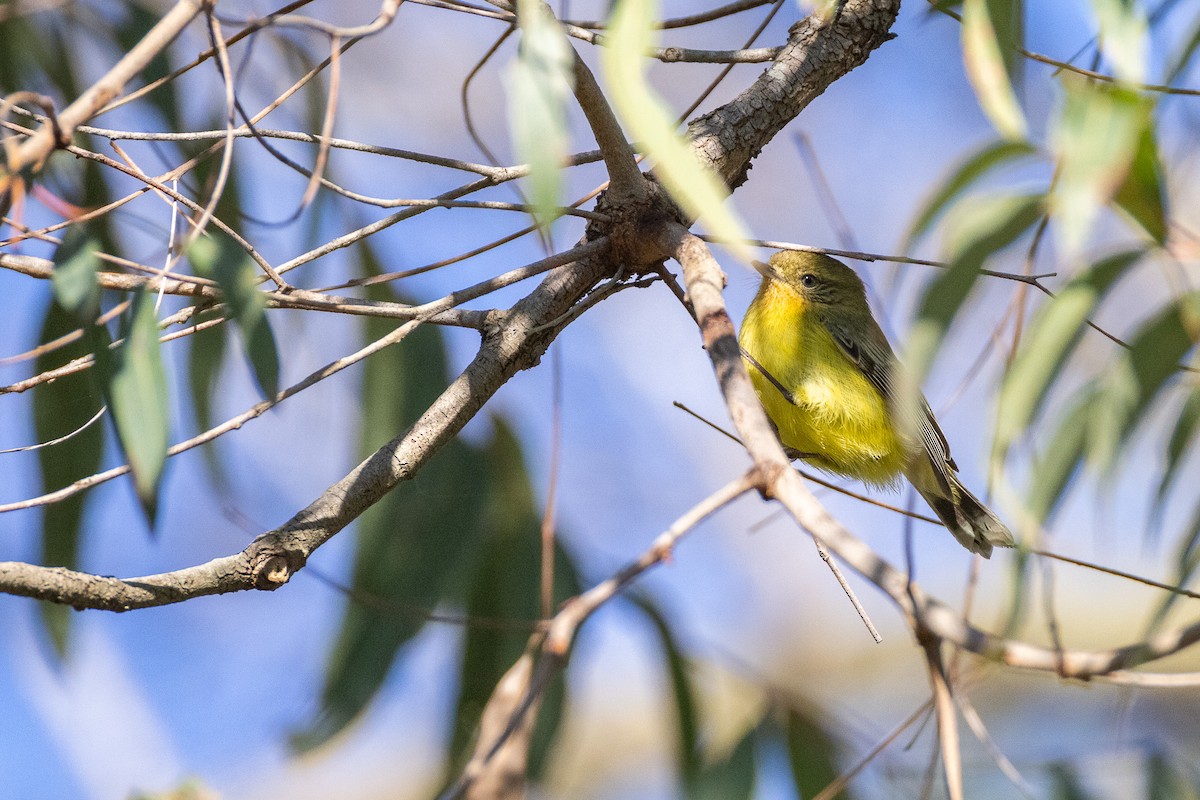 Yellow Thornbill - ML637810772