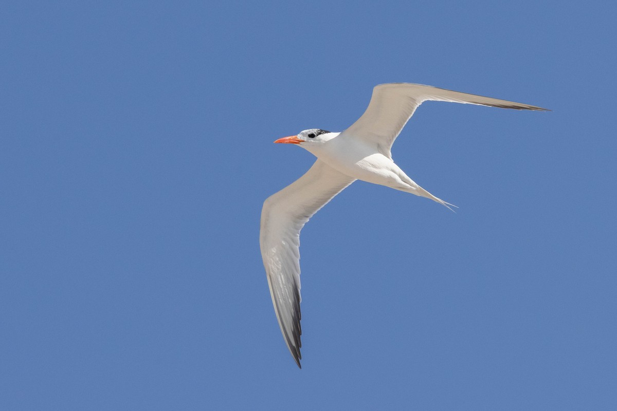 Royal Tern - ML637810782