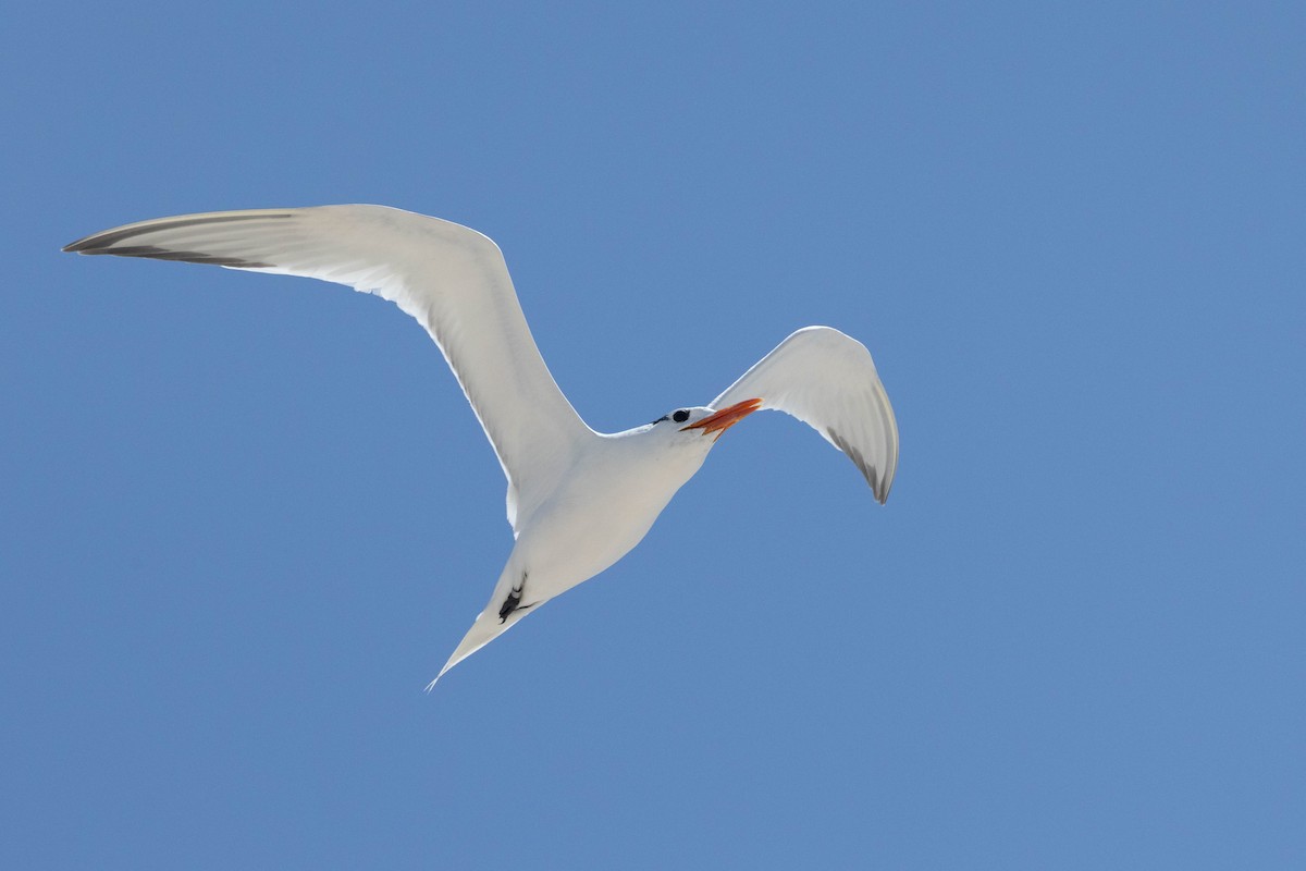 Royal Tern - ML637810783