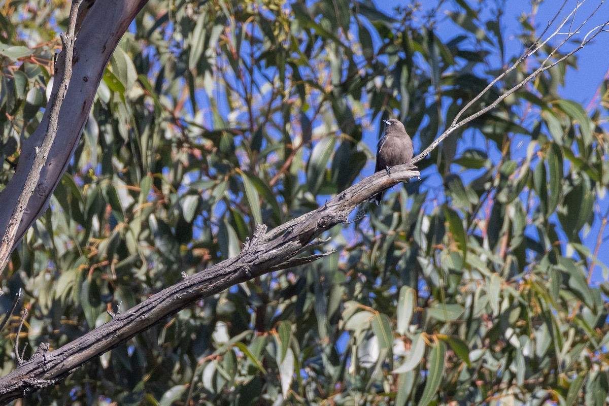 Dusky Woodswallow - ML637810787