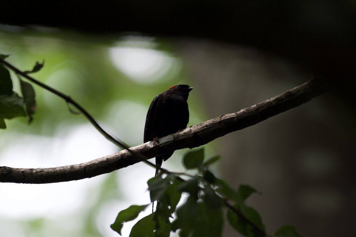 Long-tailed Manakin - ML637810876