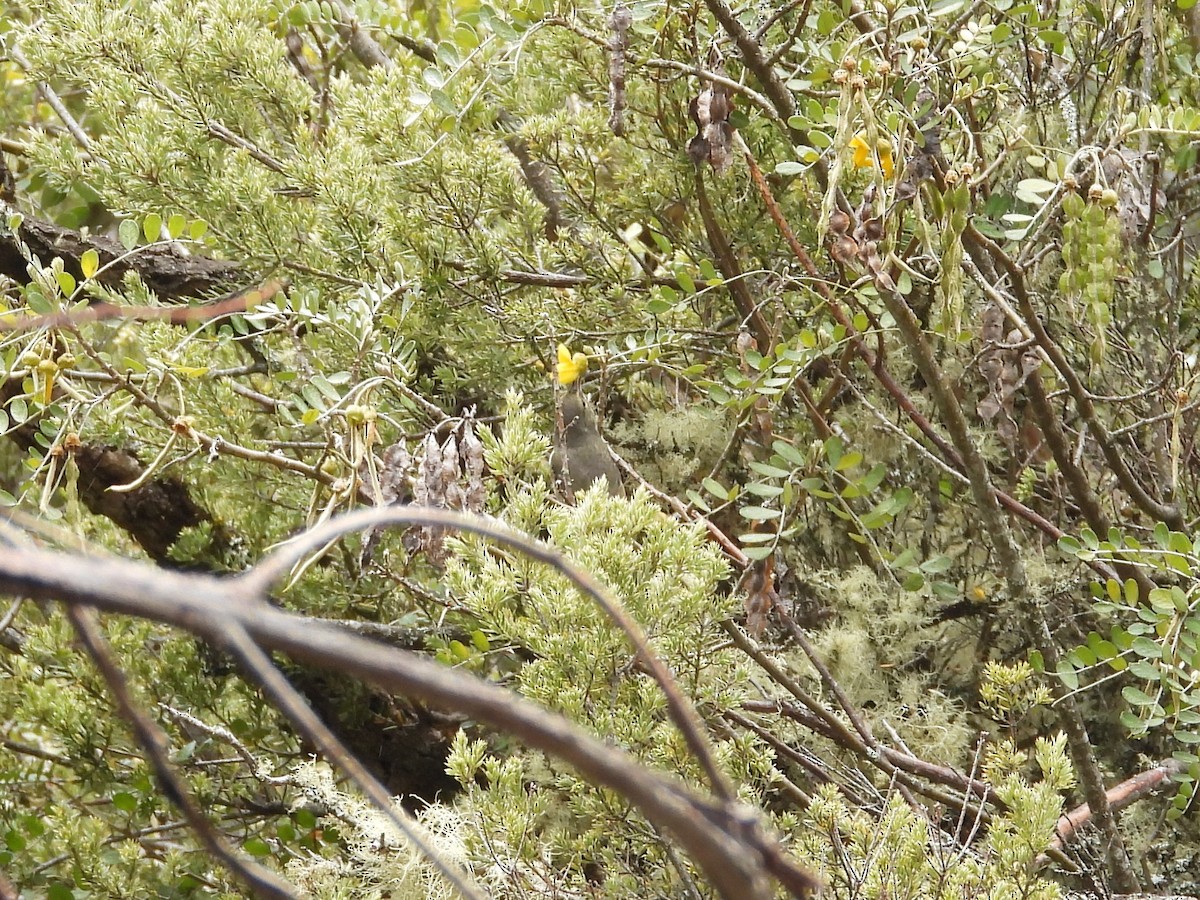 Japanese Bush Warbler - ML637810881