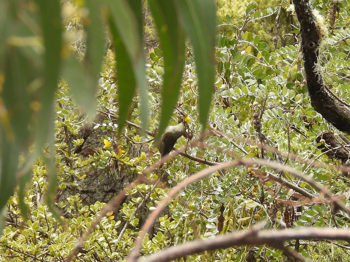 Japanese Bush Warbler - ML637810883