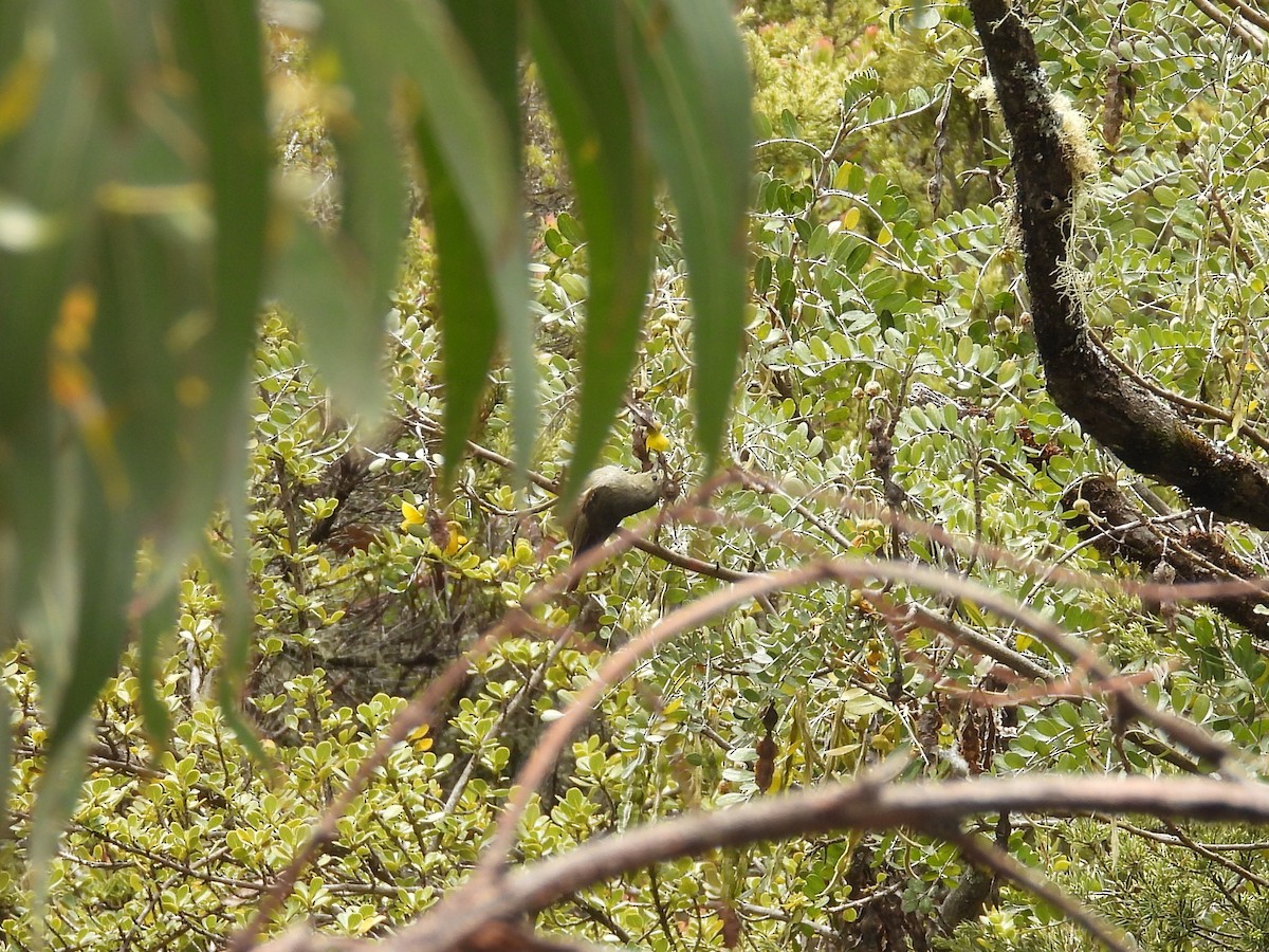 Japanese Bush Warbler - ML637810884