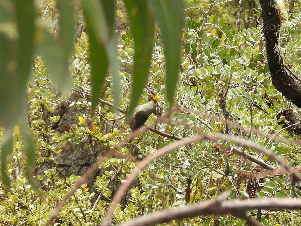 Japanese Bush Warbler - ML637810885