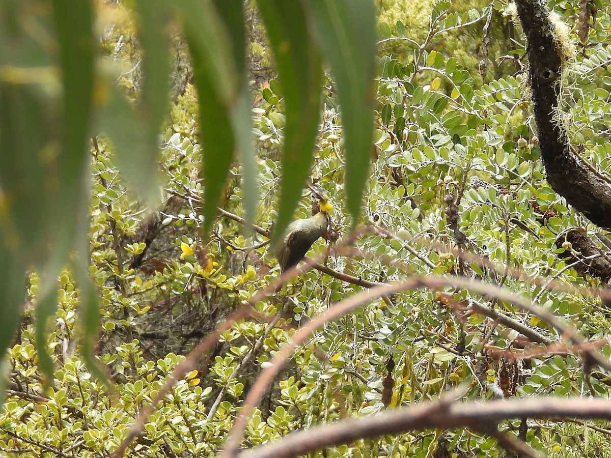Japanese Bush Warbler - ML637810886