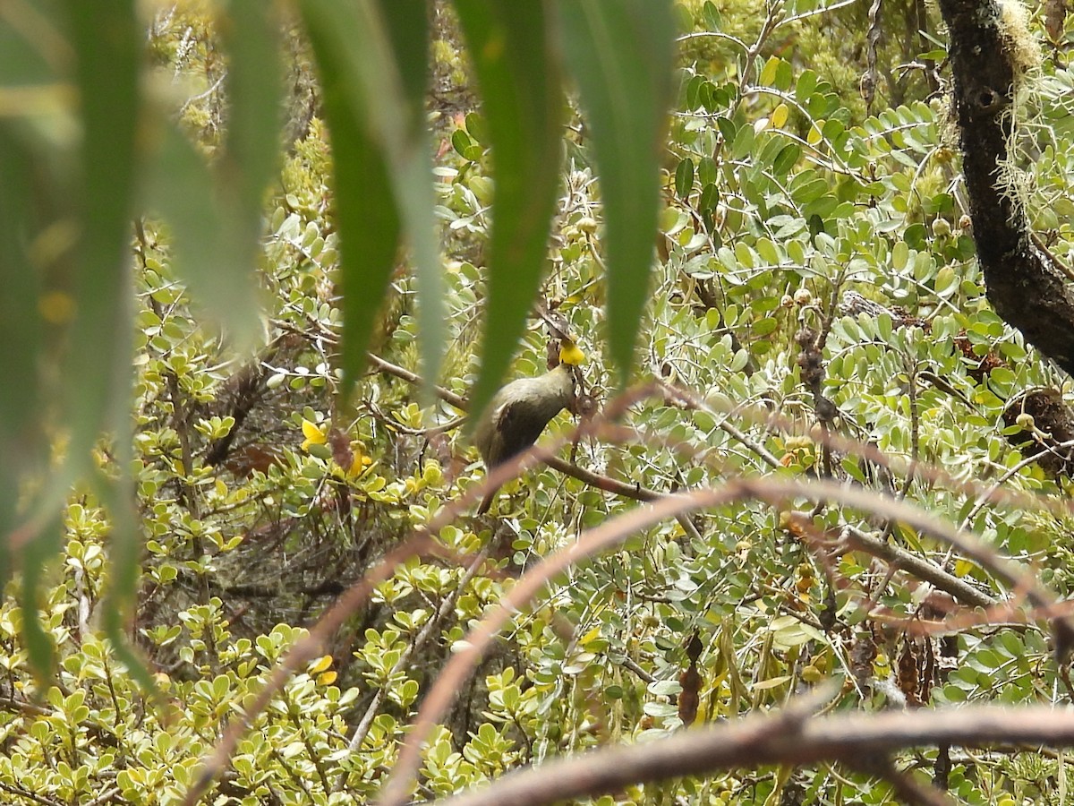 Japanese Bush Warbler - ML637810887