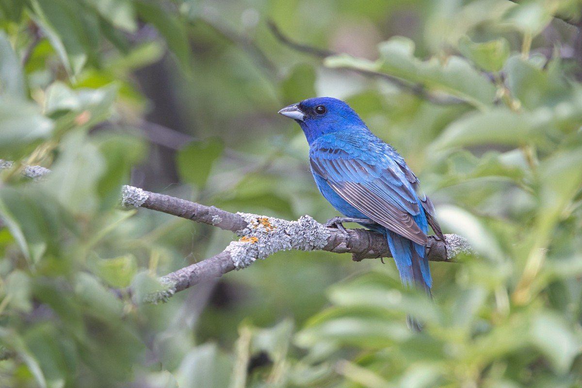 Indigo Bunting - ML637810900