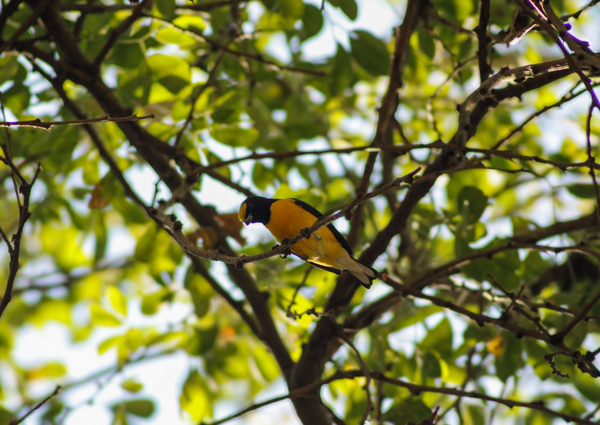 West Mexican Euphonia - ML637810906
