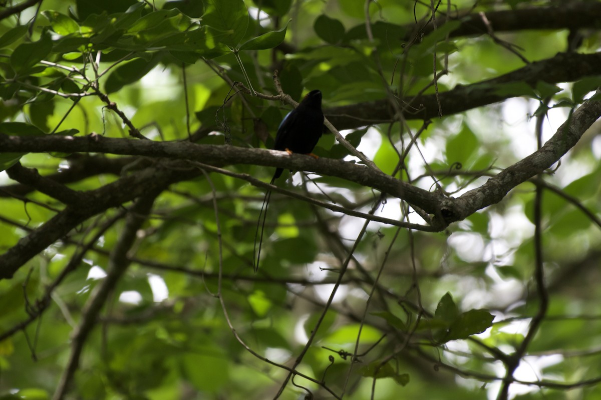 Long-tailed Manakin - ML637810909