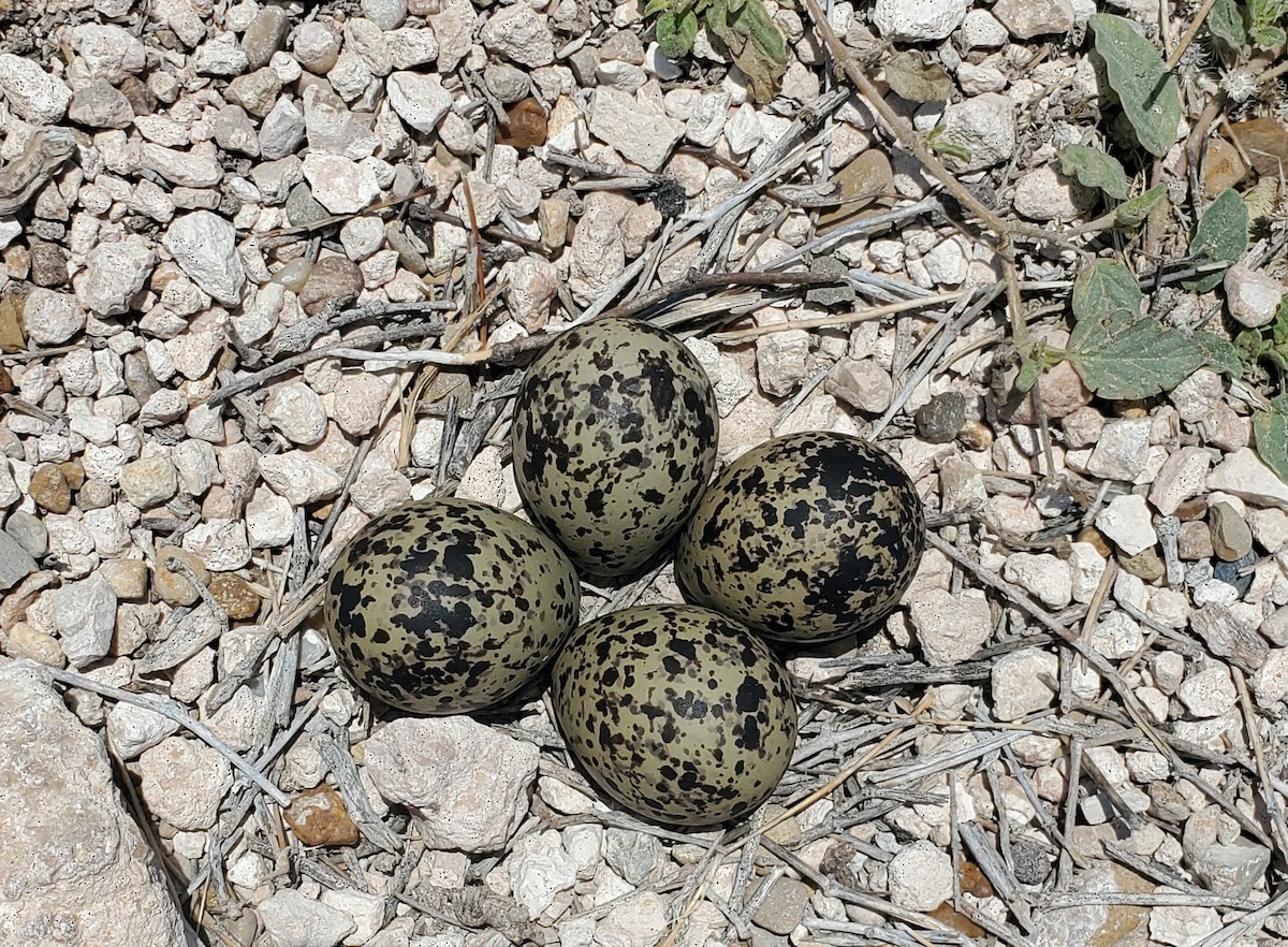 Black-necked Stilt - ML637810926