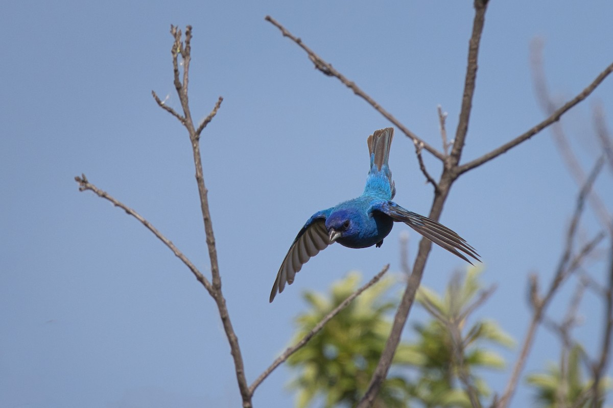 Indigo Bunting - ML637810994
