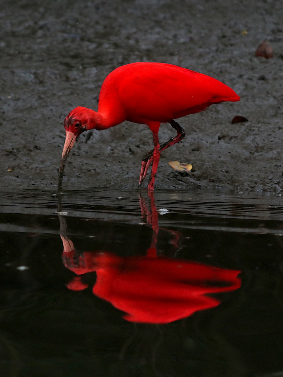ibis rudý - ML637811008