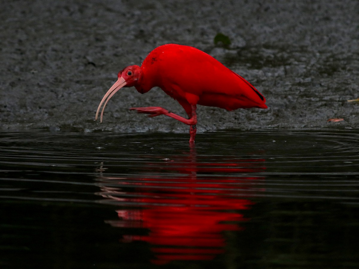 ibis rudý - ML637811015