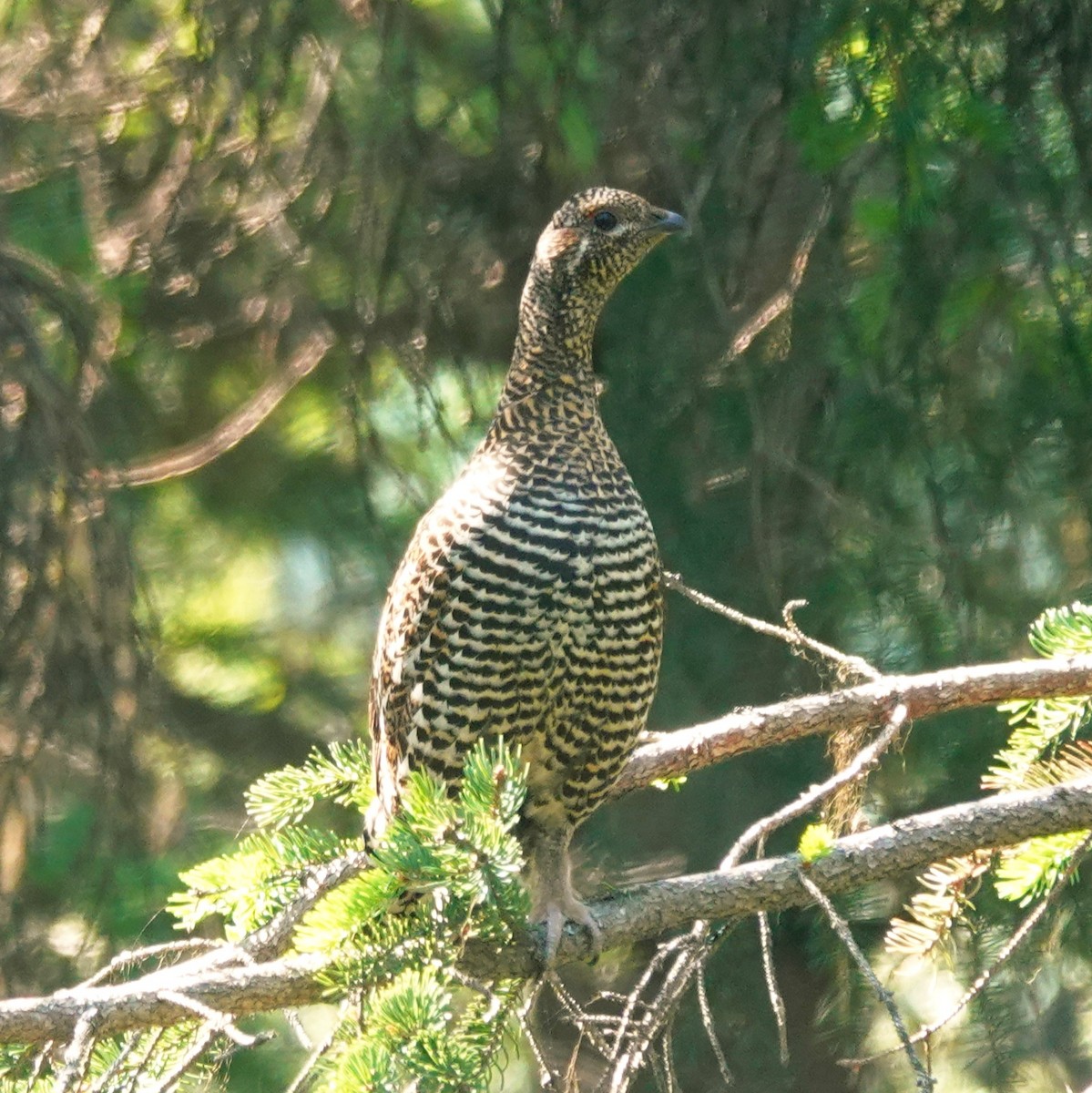 Spruce Grouse (Spruce) - ML637811050