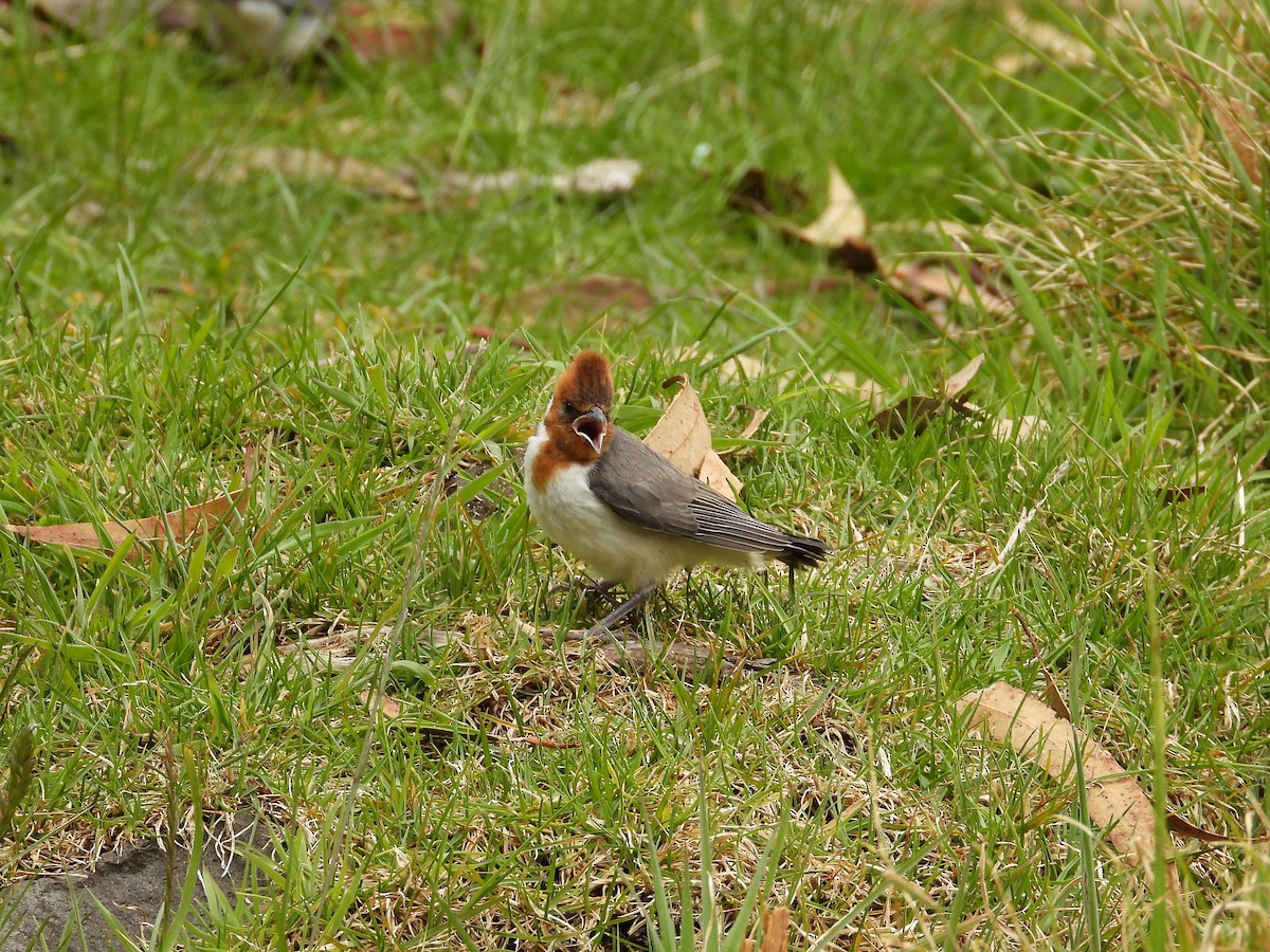 Red-crested Cardinal - ML637811056