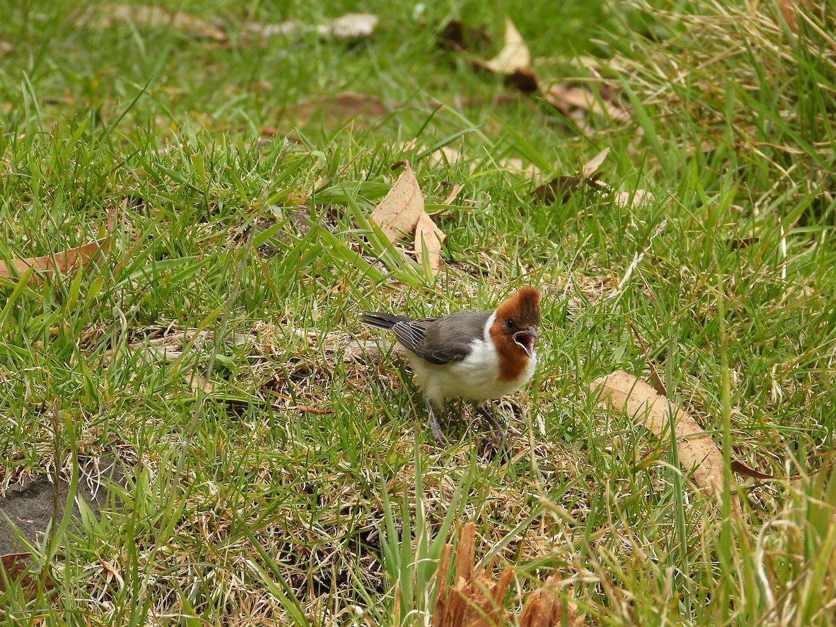 Red-crested Cardinal - ML637811057