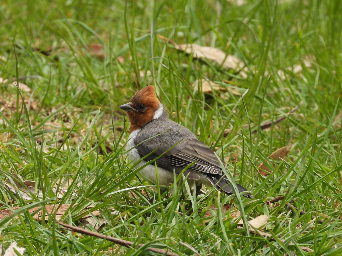Red-crested Cardinal - ML637811058