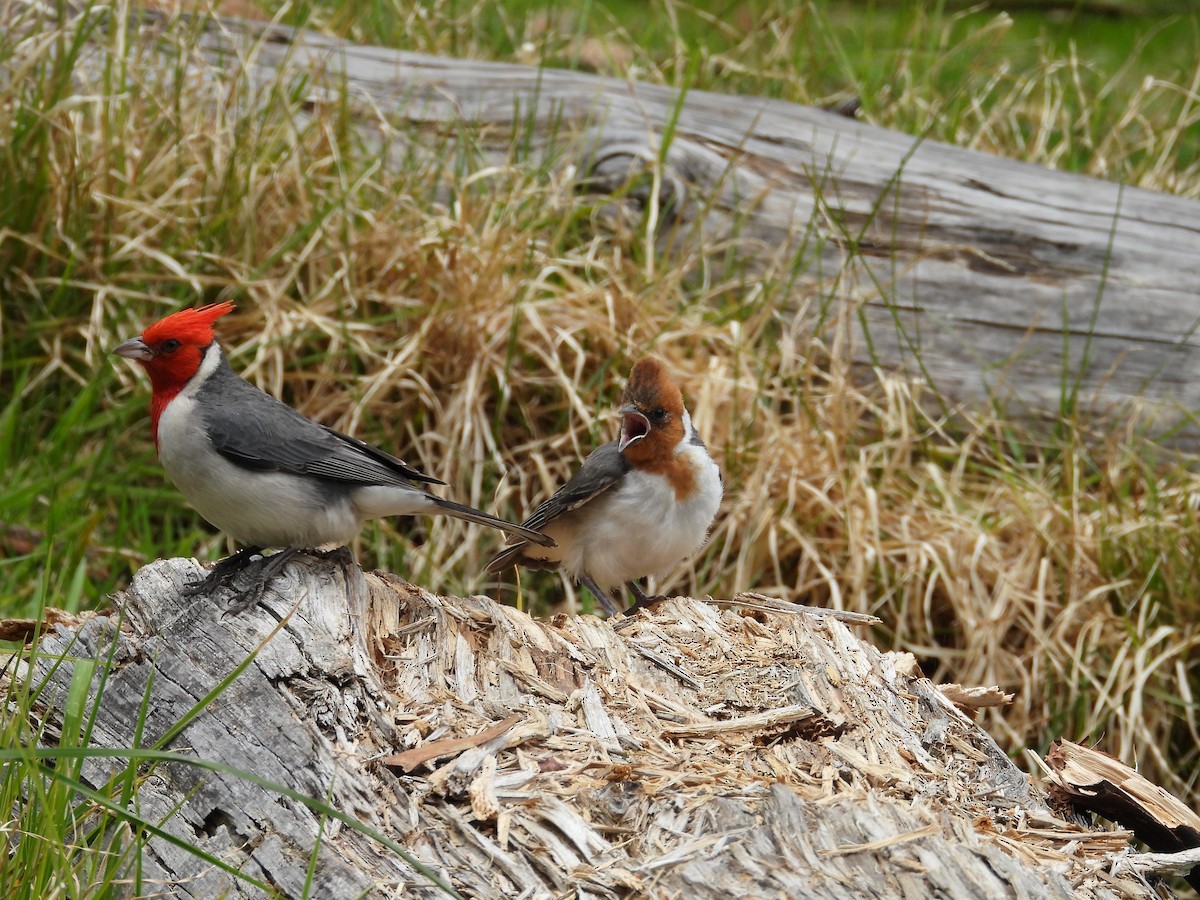 Red-crested Cardinal - ML637811059