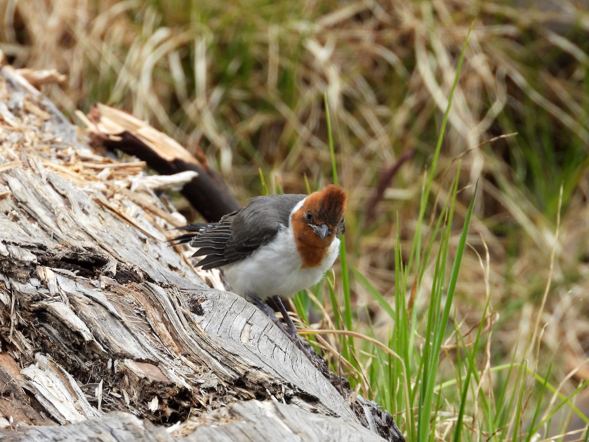 Red-crested Cardinal - ML637811060