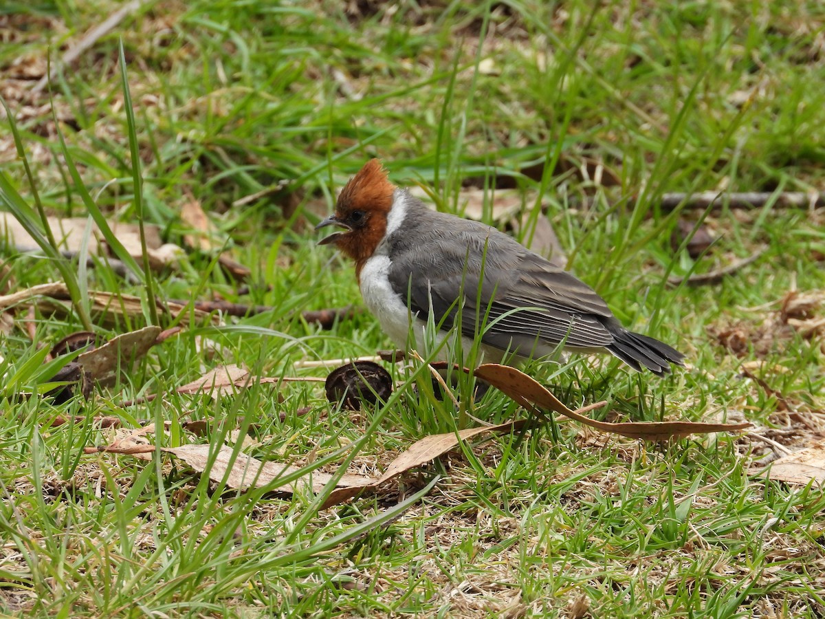 Red-crested Cardinal - ML637811063