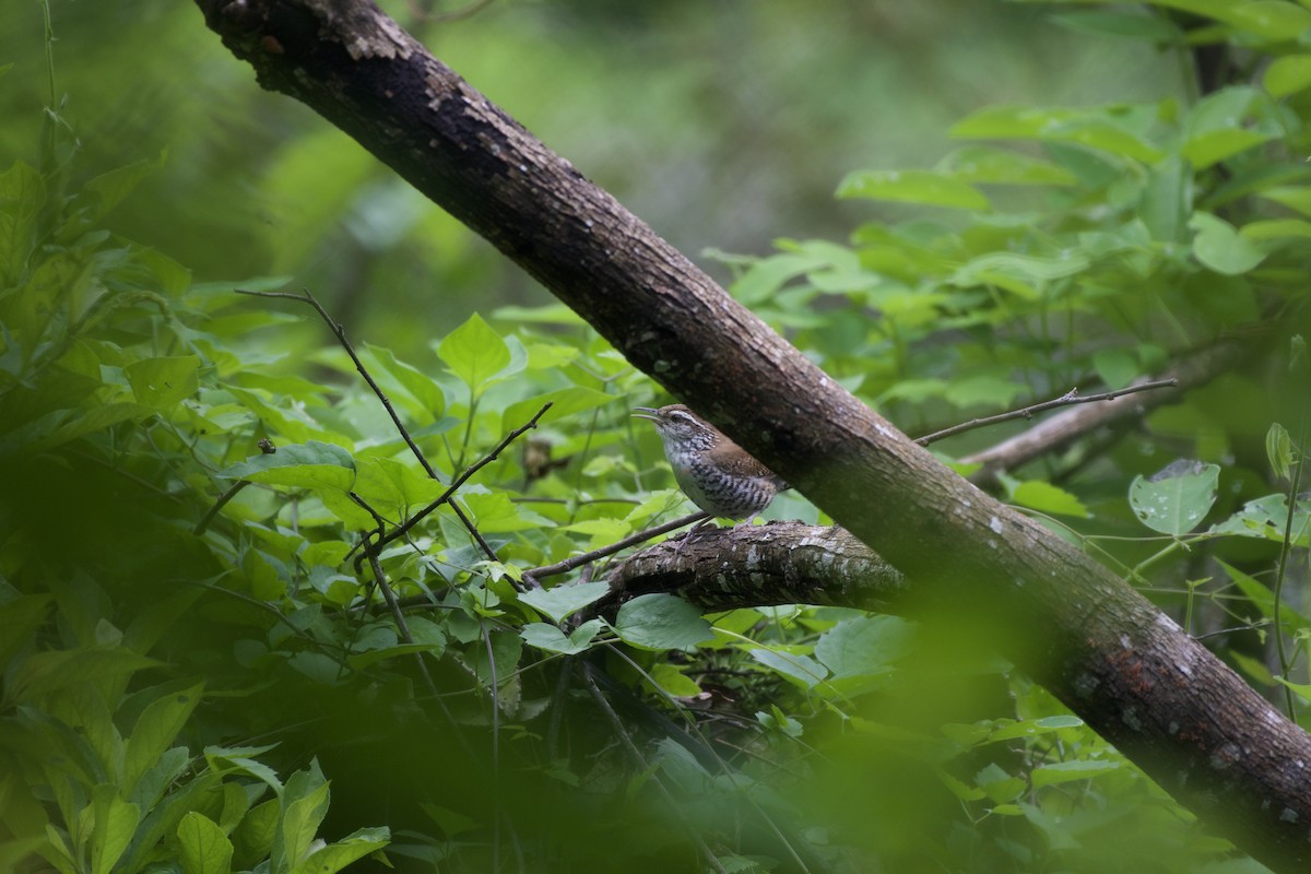 Banded Wren - ML637811075