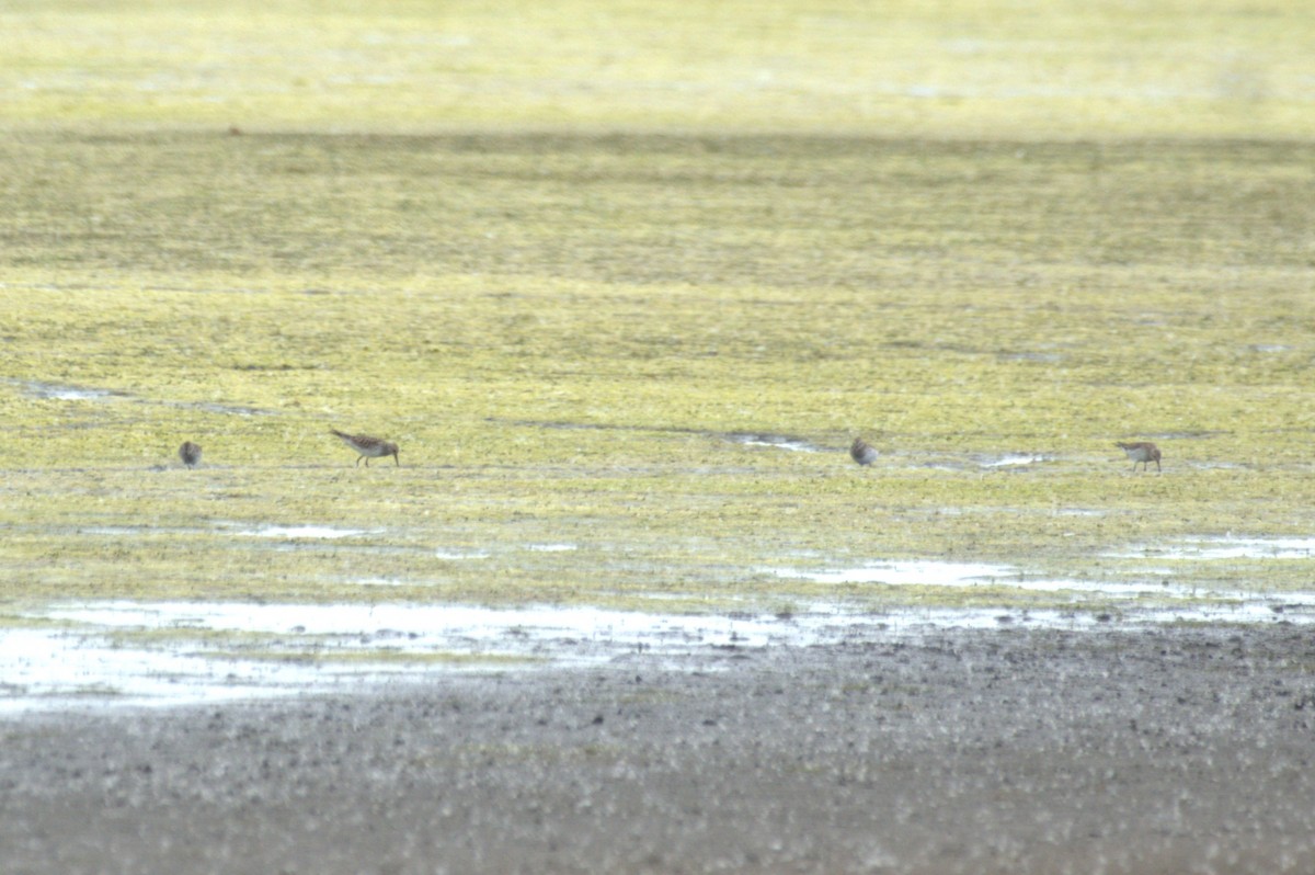White-rumped Sandpiper - ML637811094