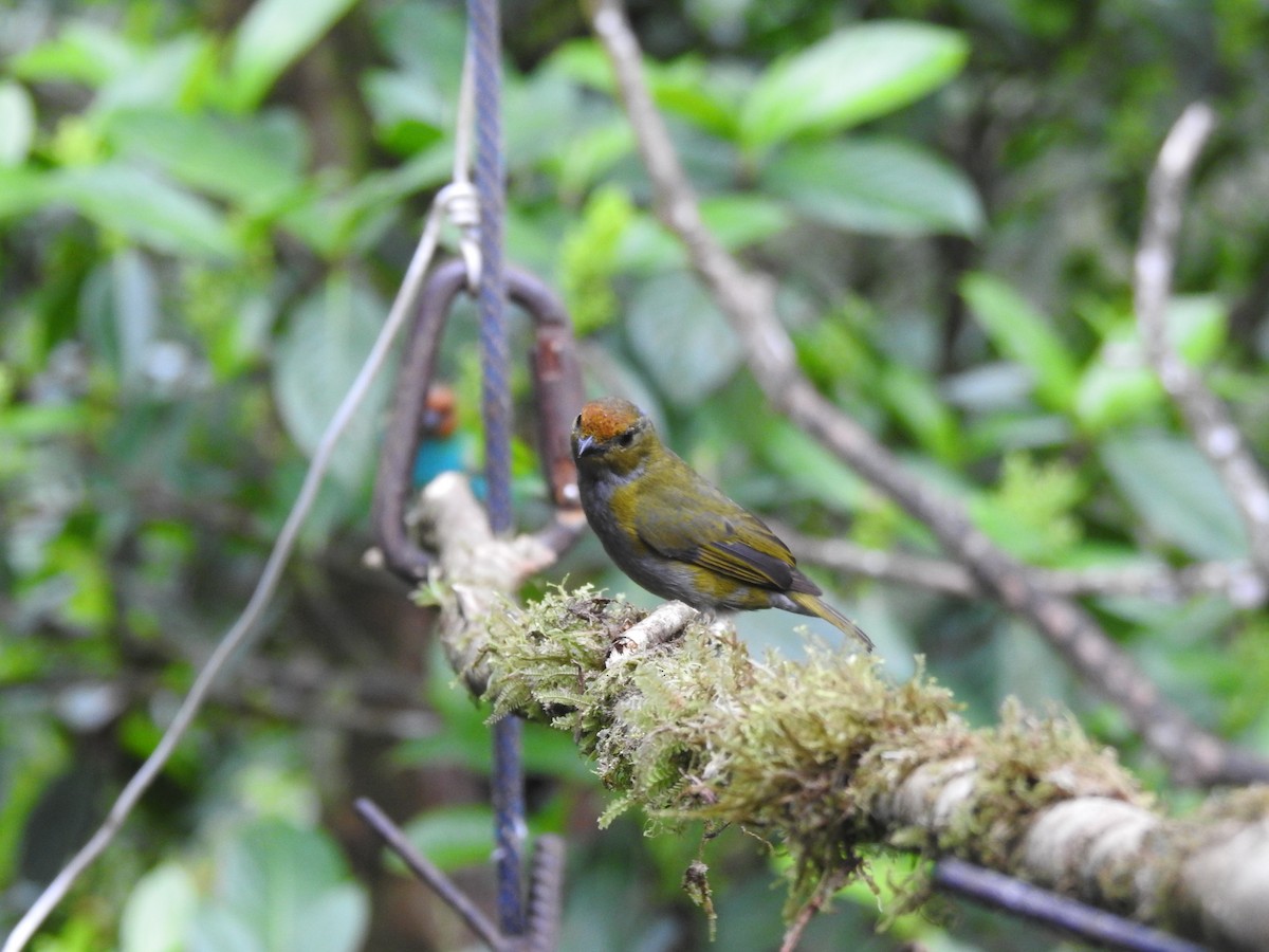 Tawny-capped Euphonia - ML637811102
