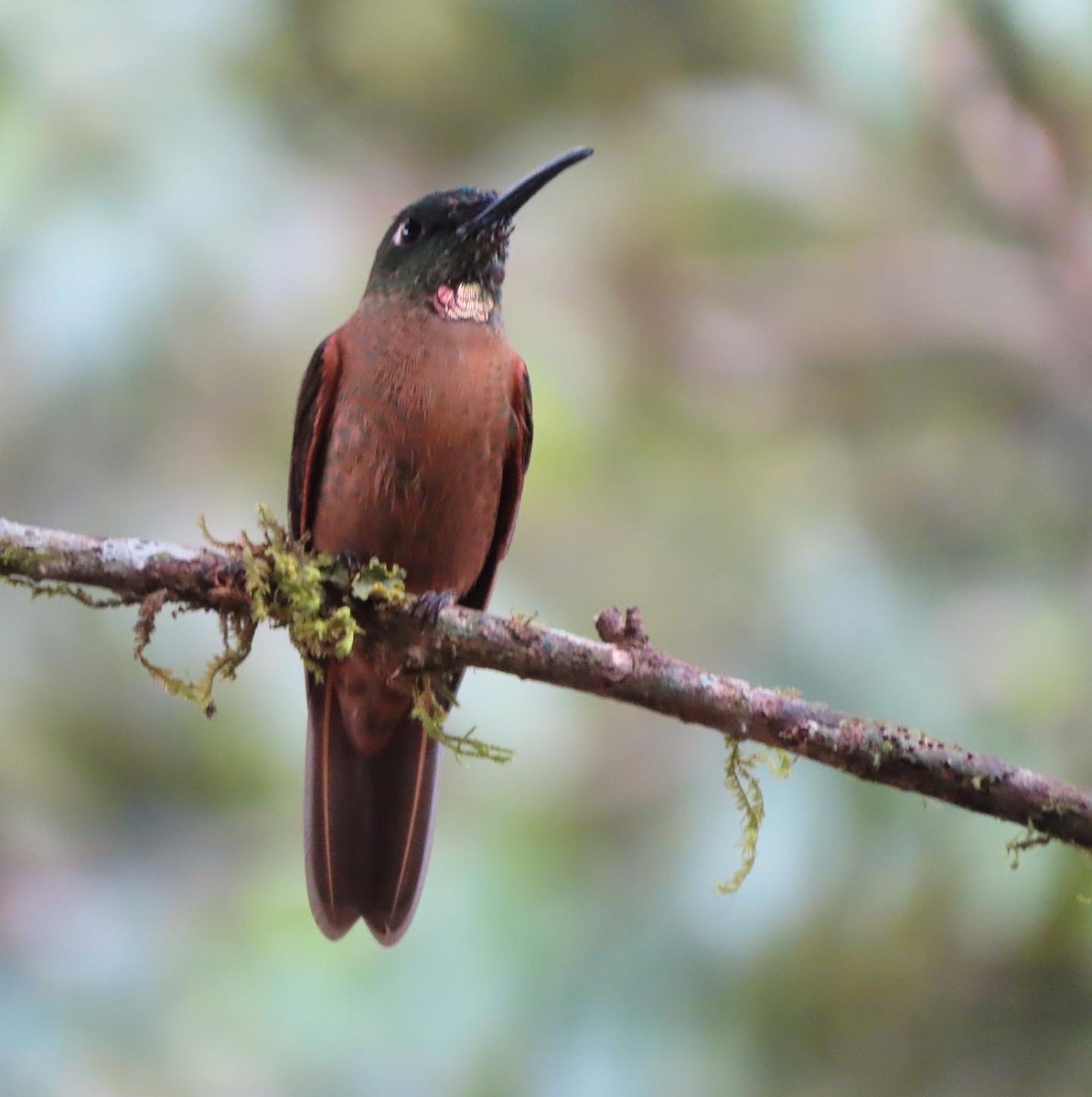 Fawn-breasted Brilliant - ML637811110