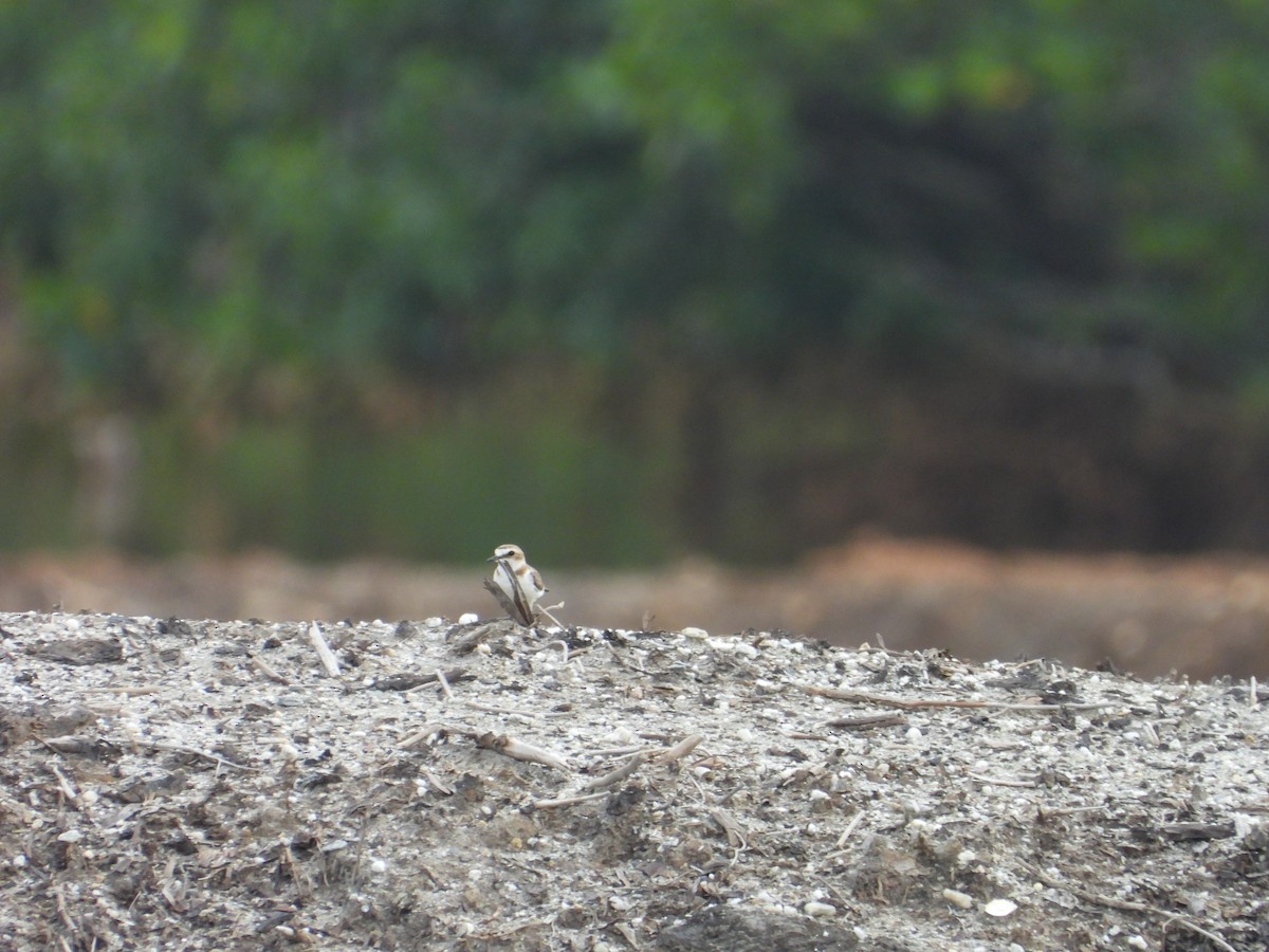 Javan Plover - ML637811118