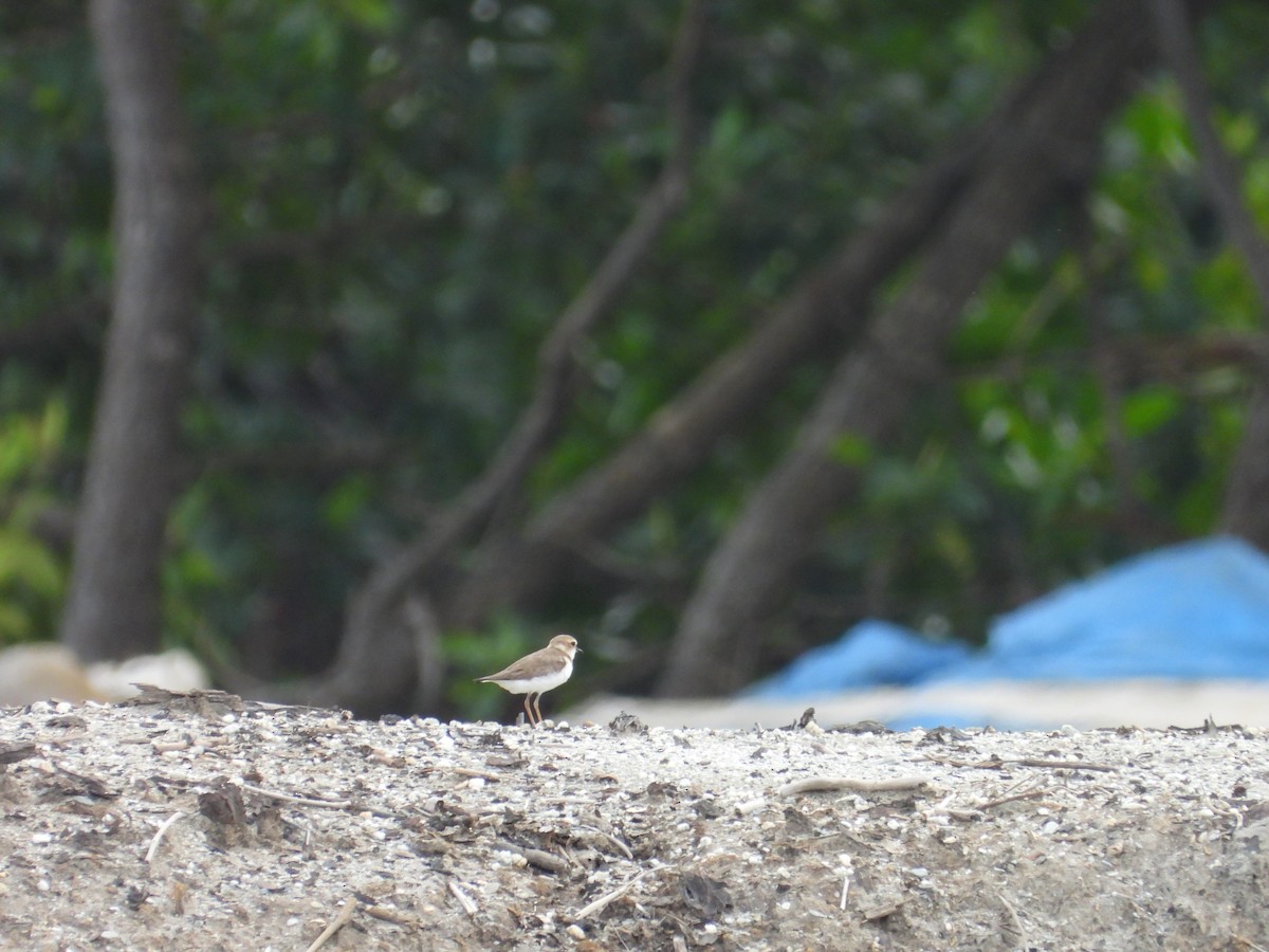 Javan Plover - ML637811119