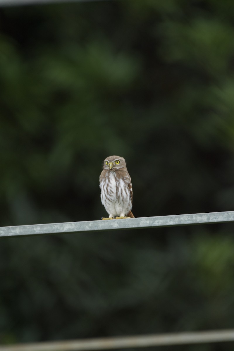 Ferruginous Pygmy-Owl - ML637811122
