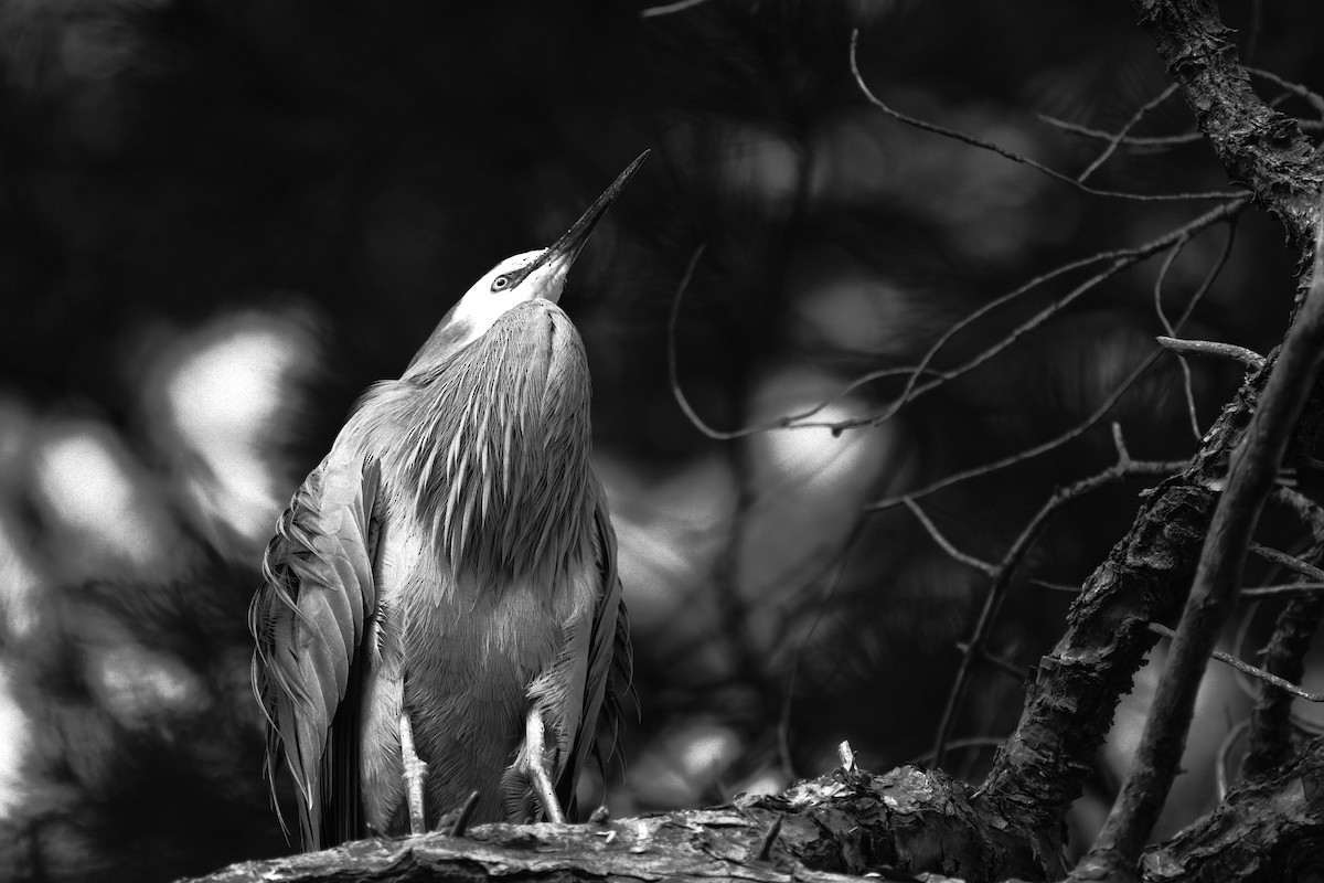 White-faced Heron - ML637811136